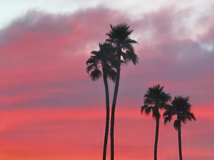 Silhouetted palm trees at a vibrant pink sunset. Dreamy backdrop for your next RV rental road trip adventure.. Grand Design Momentum Toy Hauler 2022