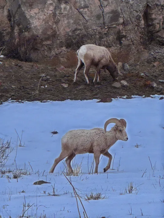 Two bighorn sheep in a snowy, rocky landscape, one walking foreground, one grazing behind. Explore wildlife via RV rental.. Keystone RV Summerland 2017