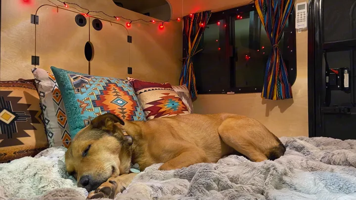Cozy RV rental interior with a happy tan dog sleeping soundly on a fluffy blanket among Southwestern pillows and red string lights.. Hiker Trailer 5x8 Mid-Range 2021