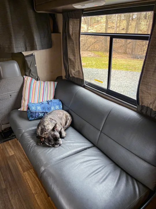 Relaxing in our rv rental: a brindle French Bulldog naps on a sleek gray couch by the window.. Thor Majestic 2019