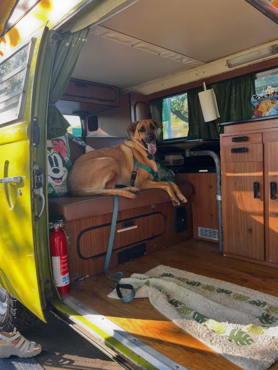 This RV rental interior features a happy dog on a bench, with a cozy setup for travel adventures.. Volkswagen Kombi T2 Westfalia 1976
