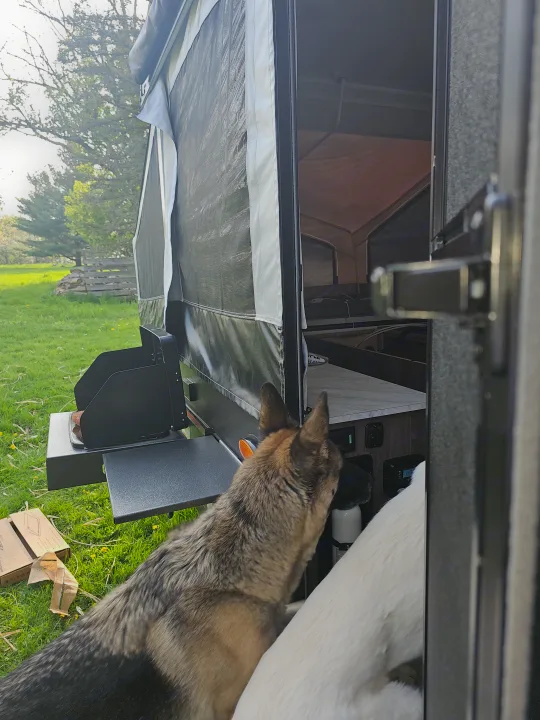 Camping fun with an RV rental! A pop-up camper's outdoor kitchen and two dogs ready for adventure.. Forest River Rockwood LTD 2024