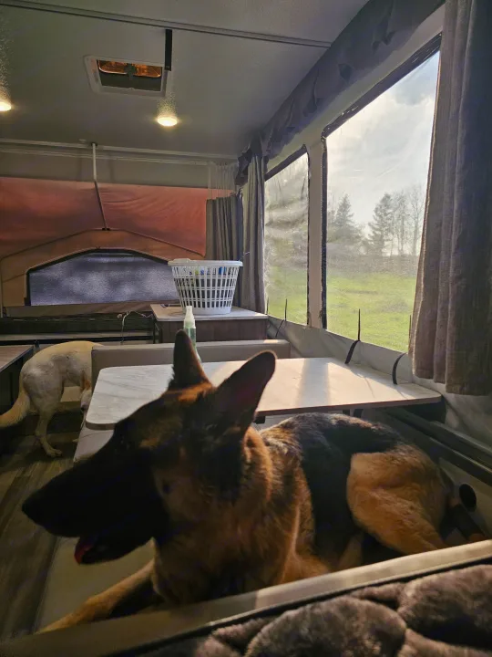 Inside an **RV rental** camper: A German Shepherd rests while another dog explores. Sunny view of trees and grass outside.. Forest River Rockwood LTD 2024
