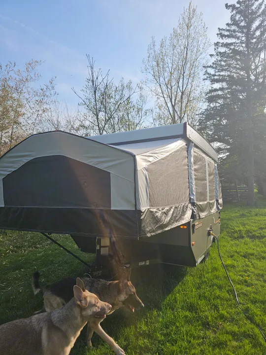 Two happy dogs by a pop-up camper in a sunny green field. Explore nature with an RV rental.. Forest River Rockwood LTD 2024