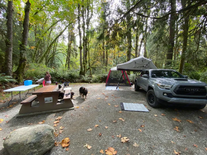 Lush forest camping scene with a gray truck, rooftop tent, dog, and person. Great RV rental adventure!. Toyota Tacoma 2020