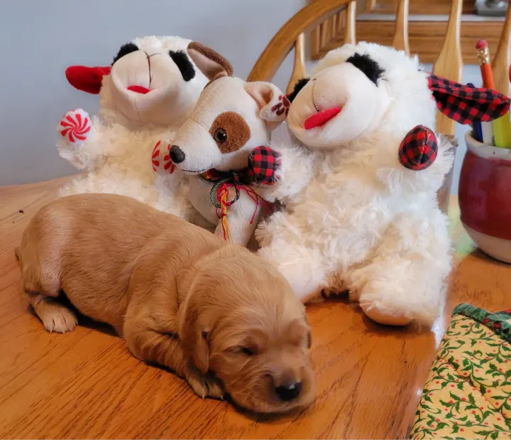 A golden-colored puppy sleeps on a wooden floor, surrounded by plush sheep and dog toys. Ready for an RV rental family adventure!. Coleman lantern lt 17b 2024