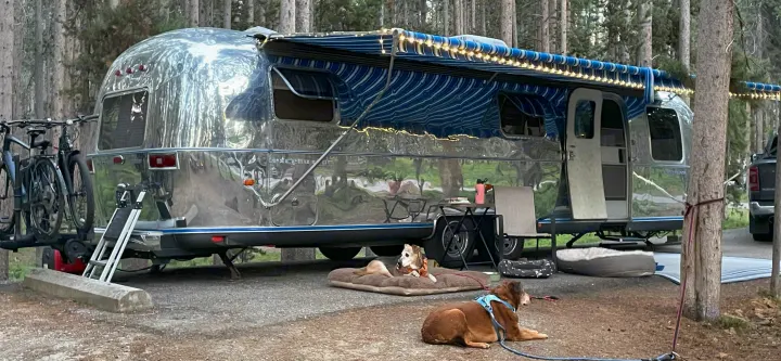 Polished Airstream RV rental at a serene wooded campsite, with two relaxed dogs enjoying the outdoor leisure.. Airstream Excella 1990