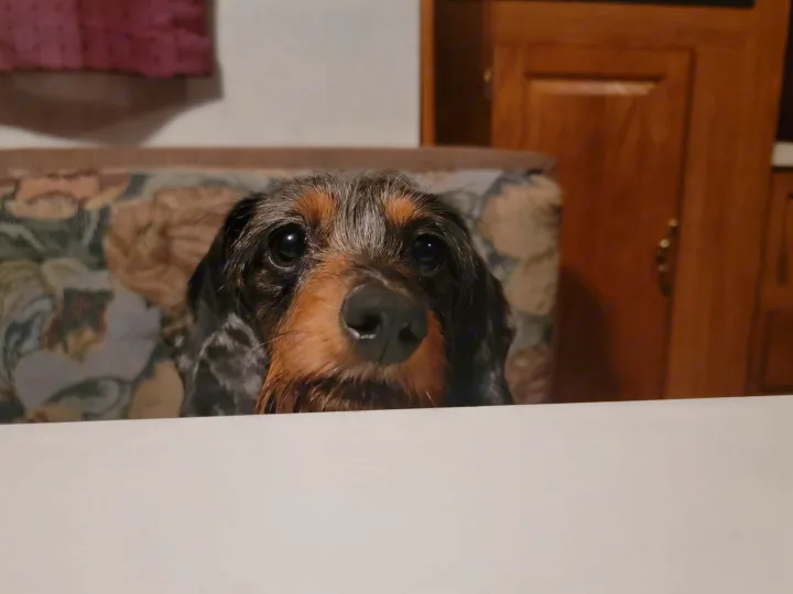 Cute wire-haired dog peeking over a white surface in a cozy RV interior. Ready for your next RV rental trip!. Forest River Wildwood 2000