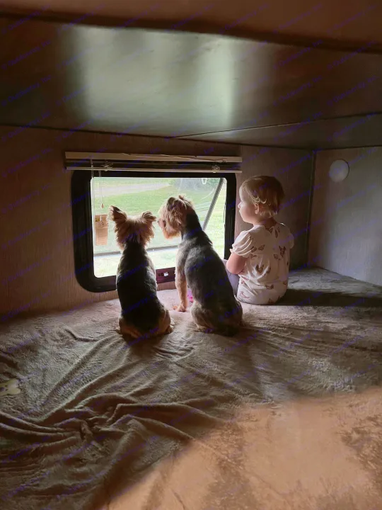A child and two dogs gaze from an RV rental window, enjoying the view from their cozy bunk.. Coleman 2125bh 2019
