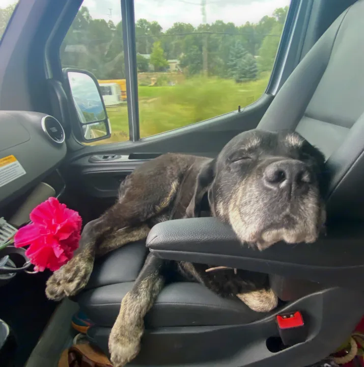 A brindle dog naps peacefully, head on armrest, in the passenger seat of an RV rental, with a pink flower nearby.. Winnebago Revel 2020