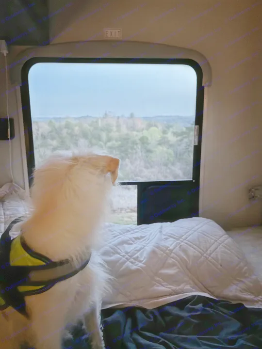 A fluffy dog enjoys the forest view from inside an RV rental. Cozy bed and serene natural landscape outside the window.. 1FDWE3FNXSDD14715 Cross trail 22xgf 2025