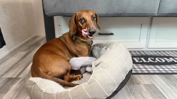 Brown dachshund licks its nose, comfy in a striped dog bed, inside an RV rental. Pet-friendly road trip comfort!. jayco 235MBH Jay Flight TT 2025