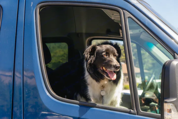 A happy black and white dog looks out the window of a blue RV rental van, ready for adventure.. Mercedes-Benz Sprinter 2016
