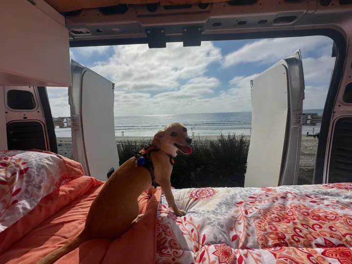 A happy light-brown dog on a patterned bed inside an RV rental, looking out at a sunny beach & ocean view.. Dodge Ram ProMaster 2021