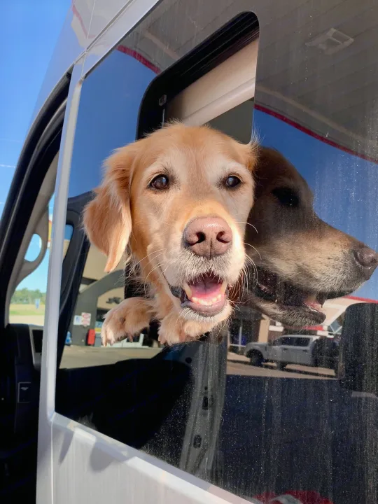 Two happy dogs, a golden retriever and another, enjoying fresh air from an RV rental window during a sunny travel stop.. Thor Rize 2022