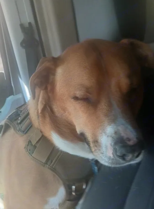 A sweet dog, wearing a harness, naps peacefully in an RV rental, enjoying the pet-friendly journey.. Winnebago Fuse 2017