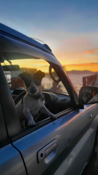 Furry co-pilot enjoys a beautiful sunset by the water from the car window. Perfect for an RV rental road trip adventure!. Subaru Forester 2007