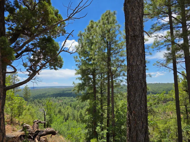 Explore this lush forest panorama! Frame your RV rental trip with majestic pines & distant woods under a clear blue sky.. Highland Ridge RV Open Range 2018