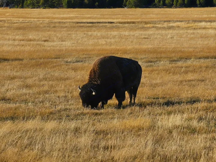 An RV rental lets you discover wildlife. A wild bison grazes in a vast, golden field with a distant treeline.. Tioga SL 2006