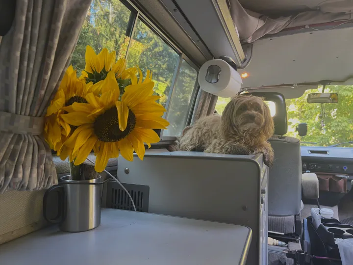 Fluffy dog relaxing in an RV rental, next to bright sunflowers in a mug, with lush trees visible through the window.. Volkswagen T3 Westfalia 1985