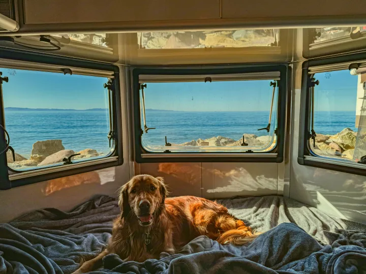 RV rental bliss: A golden retriever enjoys a cozy bed and panoramic ocean views through the large windows of its mobile home.. Safari Condo A2124 2025