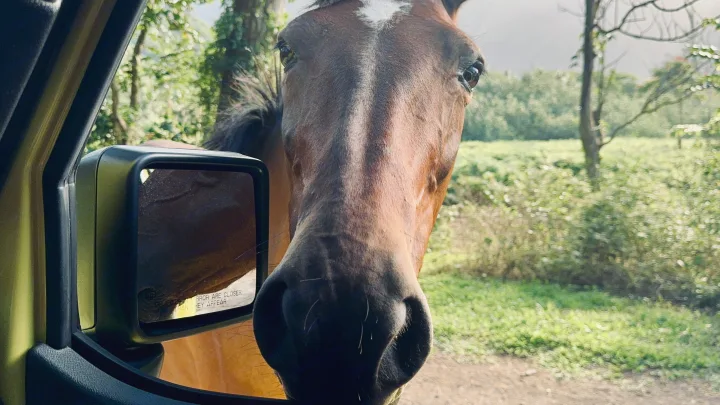 A curious horse peers into an RV rental's side mirror. Scenic drive, nature, and wildlife adventure awaits!. jeep Gladiator 2023