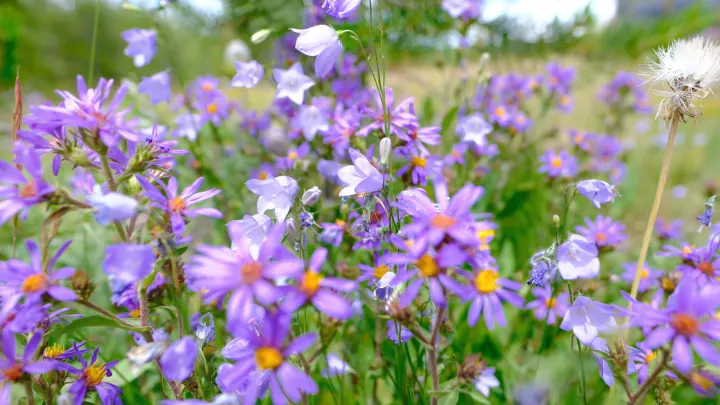Vibrant purple asters and bellflowers fill a sunny meadow, offering perfect scenery for your next RV rental adventure.. Ford Roofnest 2024