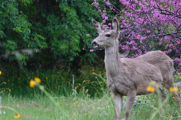 This deer with wet fur stands by pink redbud trees and wildflowers – a serene sight on your RV rental journey into nature.. Mercedes Winnebago 2024