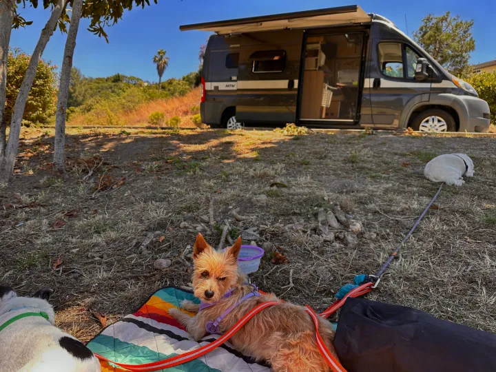 Two dogs enjoy the outdoors with their RV rental. A scruffy terrier rests on a colorful blanket, while another dog naps nearby.. Hymer Hymer Class B 2019