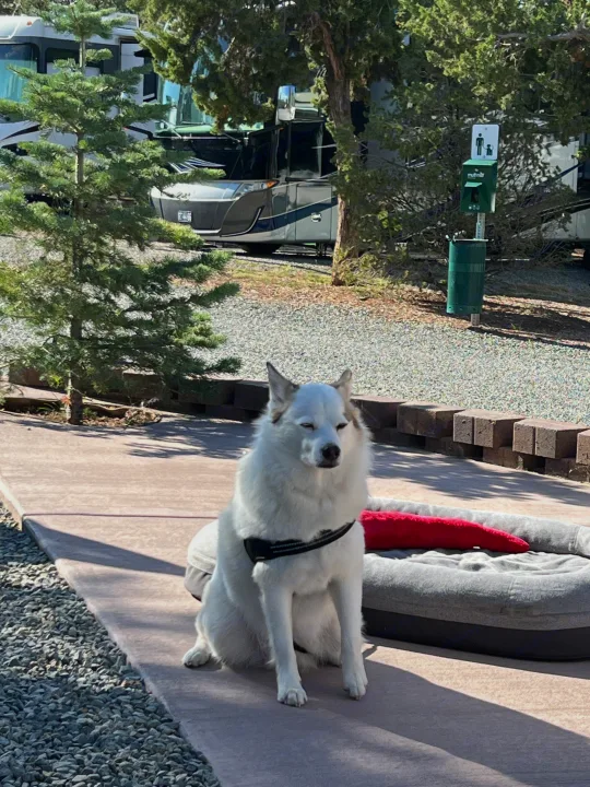 A white dog sits by an RV rental at a sunny campsite, with a dog bed and waste station nearby.. Airstream Sport 2016