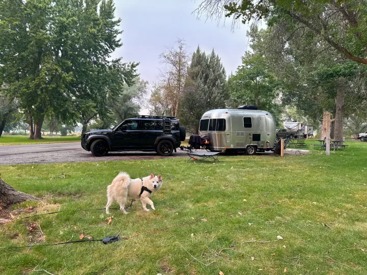 A white dog on a leash in the grass, with a black SUV towing an Airstream RV rental in a treed campground.. Airstream Sport 2016