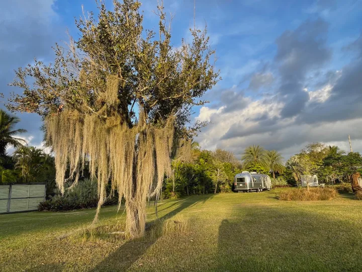 A beautiful landscape featuring a Spanish moss-draped tree and an Airstream RV rental in a tropical setting.. Airstream Flying Cloud 2019