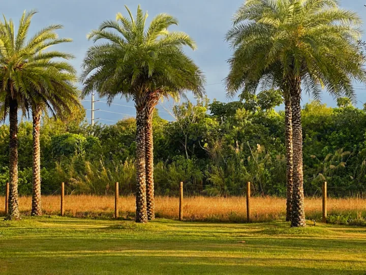 Three palm trees stand tall over a green lawn and a field, ideal for an RV rental getaway.. Airstream Flying Cloud 2019