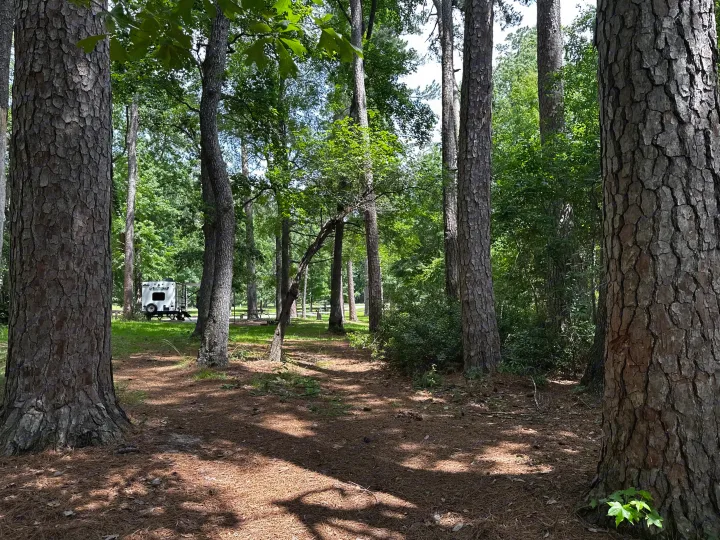 White RV rental parked among tall pine trees at a sun-dappled forest campsite.. Coachmen RMT18R 2024