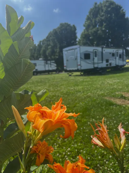 Bright orange daylilies and green leaves frame the foreground, with two RV rentals visible in a sunny, grassy campground background.. Coleman Lantern Series 2016