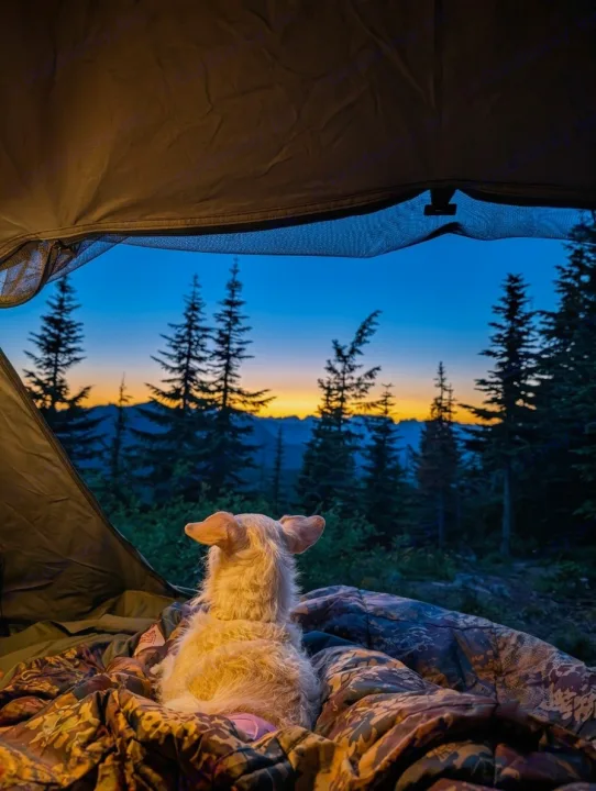 A fluffy dog gazes at a stunning forest sunset from a cozy tent. This peaceful scene highlights an amazing RV rental adventure.. Jeep Wrangler 2012