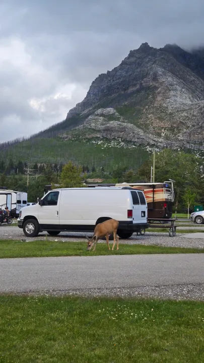 A deer grazes near an RV rental and white van at a scenic mountain campground under cloudy skies.. Ford Econoline 2011