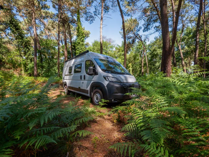 Gray RV rental campervan parked in a lush forest among tall pine trees and abundant green ferns under a clear blue sky.. Peugeot Boxer 2026