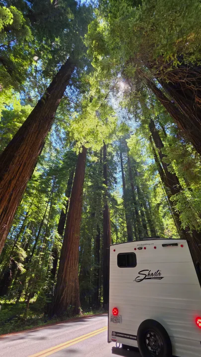 RV rental parked amid towering Redwood trees, showcasing the majestic forest overhead with sunlight filtering through.. Forest River Shasta I-5 2025
