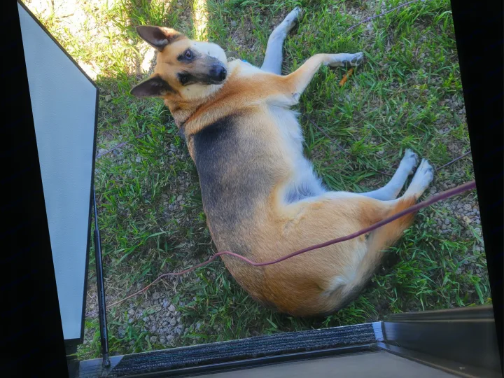 Happy dog on its back in grass by RV rental door, looking up. Purple leash near step.. Solera Solera Motorhome 2022