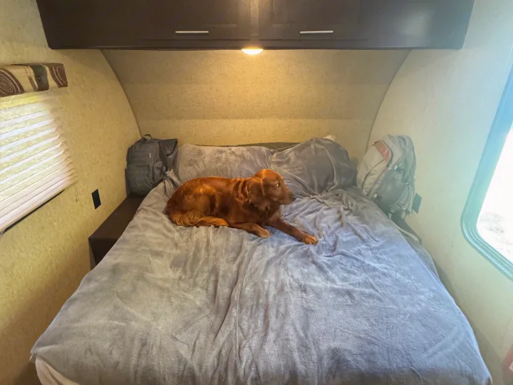 Reddish-brown dog relaxes on a cozy gray blanket in an RV rental bedroom with overhead cabinets and windows.. Forest River Cherokee Wolf Pup 2016