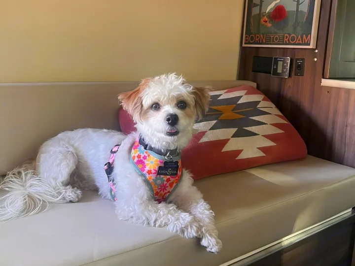 A fluffy white dog in a bright floral harness relaxes in an rv rental, with a "Born to Roam" sign behind it. Cozy camping interior!. Hymer Carado 2018