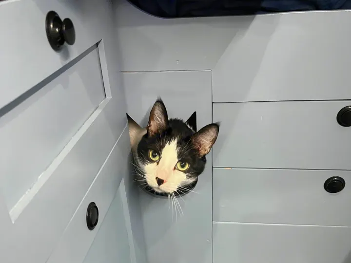 A curious black & white cat with bright eyes peeks from a gray cabinet in an RV rental. A cozy, pet-friendly travel moment!. Dodge Ram Promaster 2500 2014