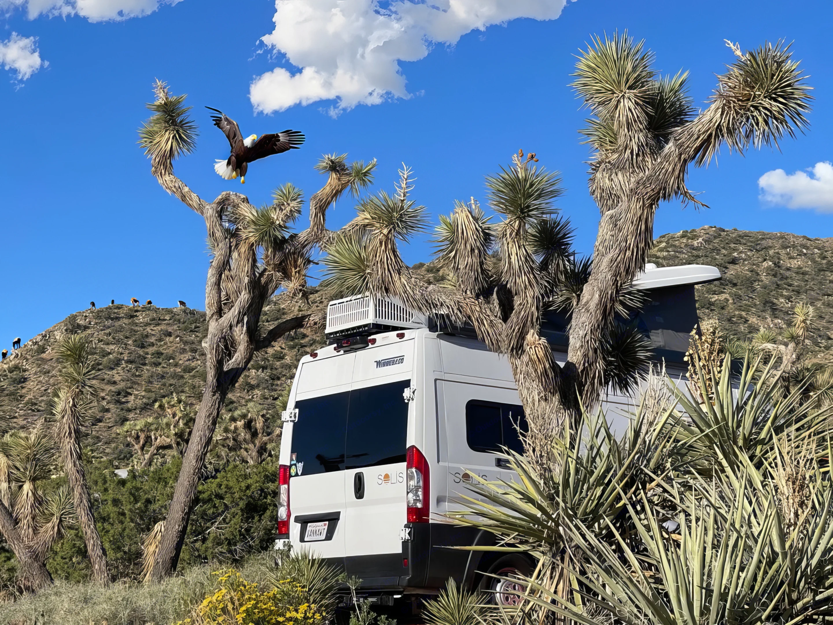 I was trying to grab a shot of the van in Joshua Tree, with mountain goats in the background, when suddenly this guy showed up!. Winnebago Solis 2021