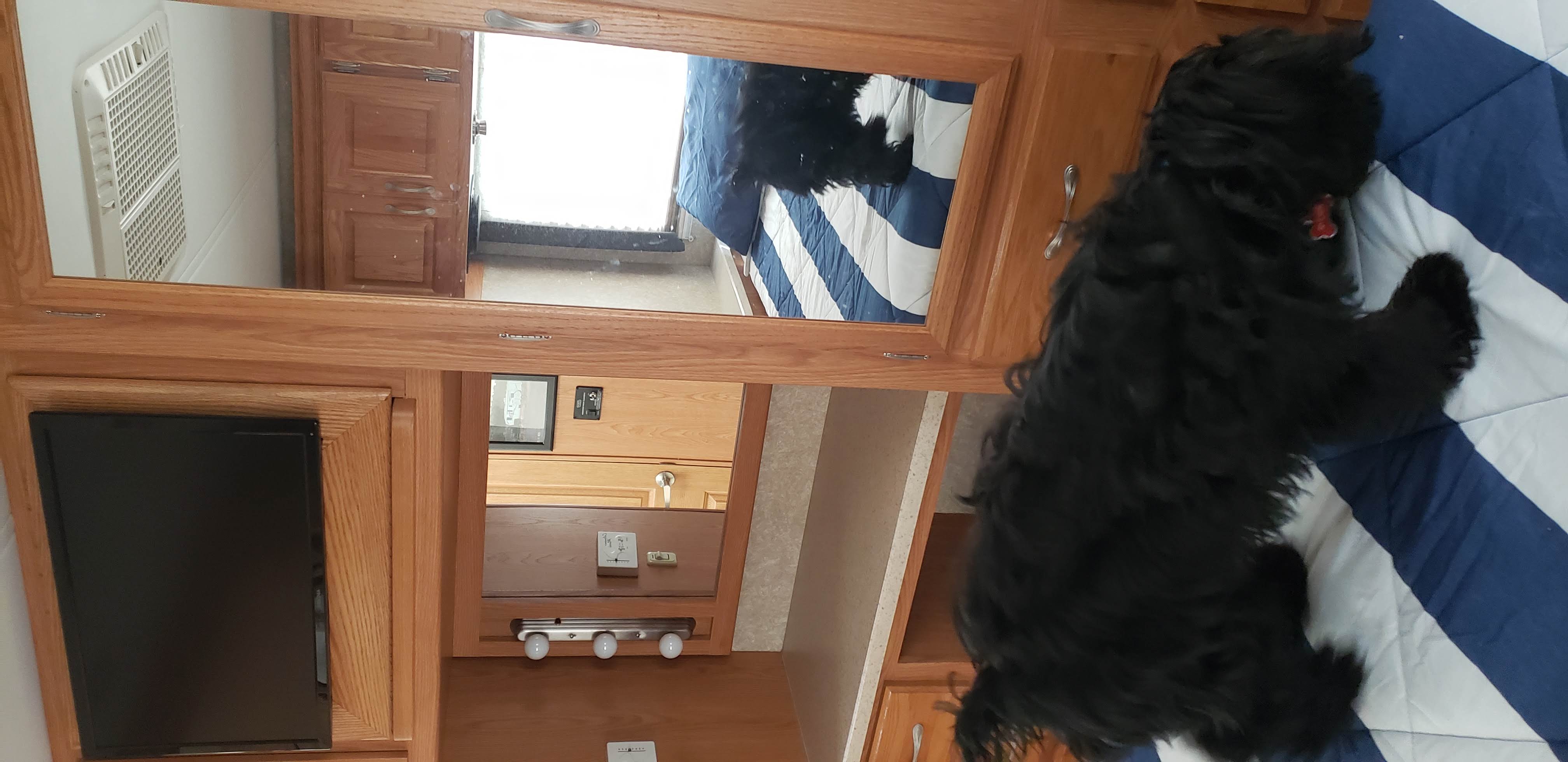 Black dog relaxing on a striped bed inside a comfortable RV rental. Mirror reflects the cozy interior & amenities.. Thor Motor Coach Hurricane 34N 2006