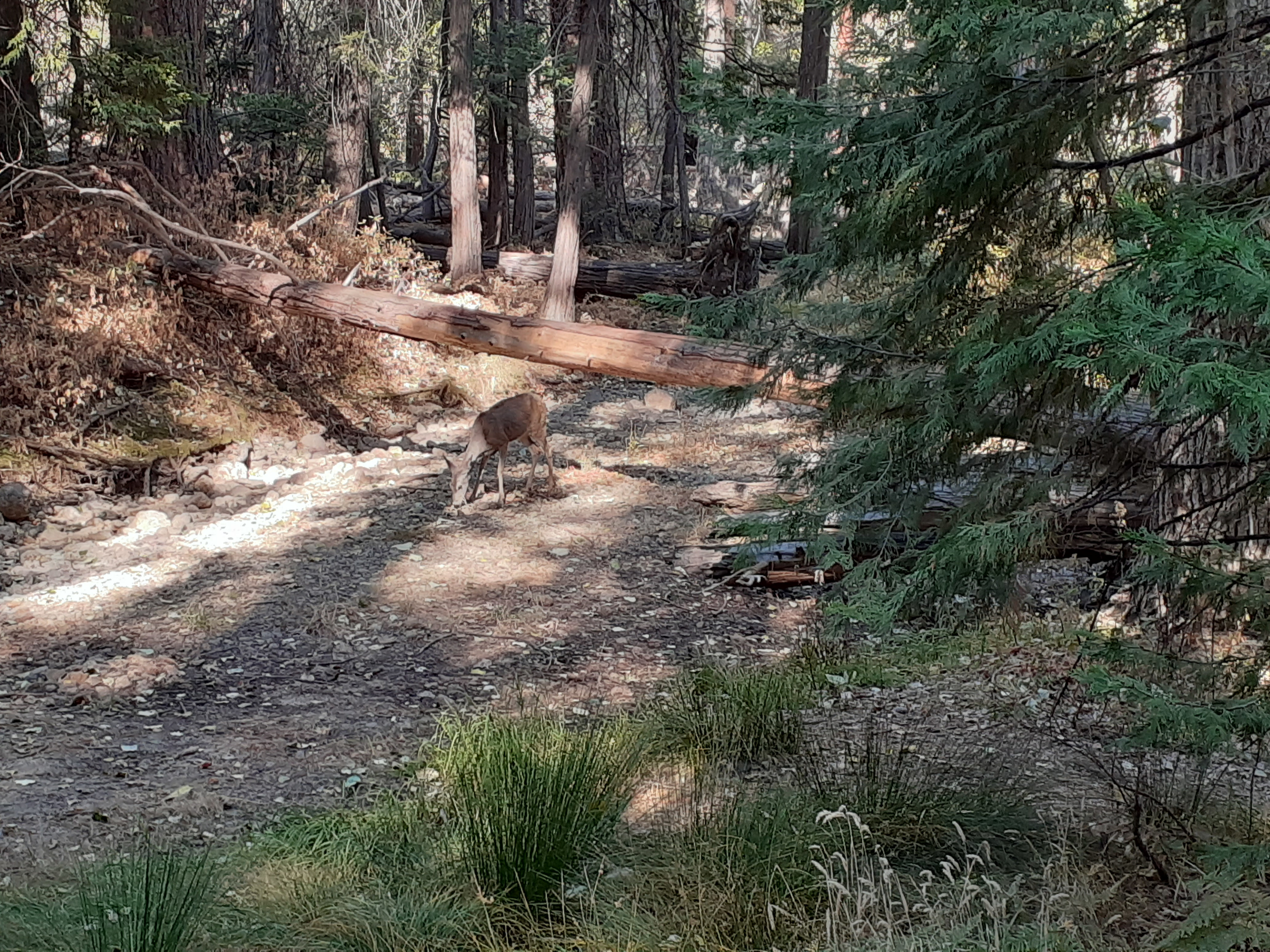 2019 forest river wildwood x lite 273qbxl 2019 forest river wildwood x lite 273qbxl