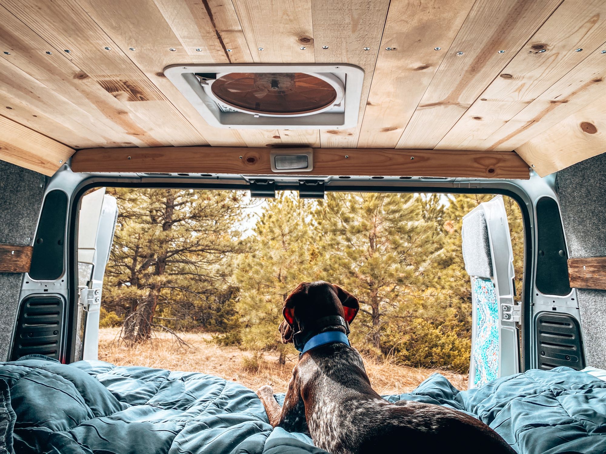Inside a comfy RV rental, a dog relaxes on a bed, gazing out at a serene pine forest.. Ram Promaster 2020
