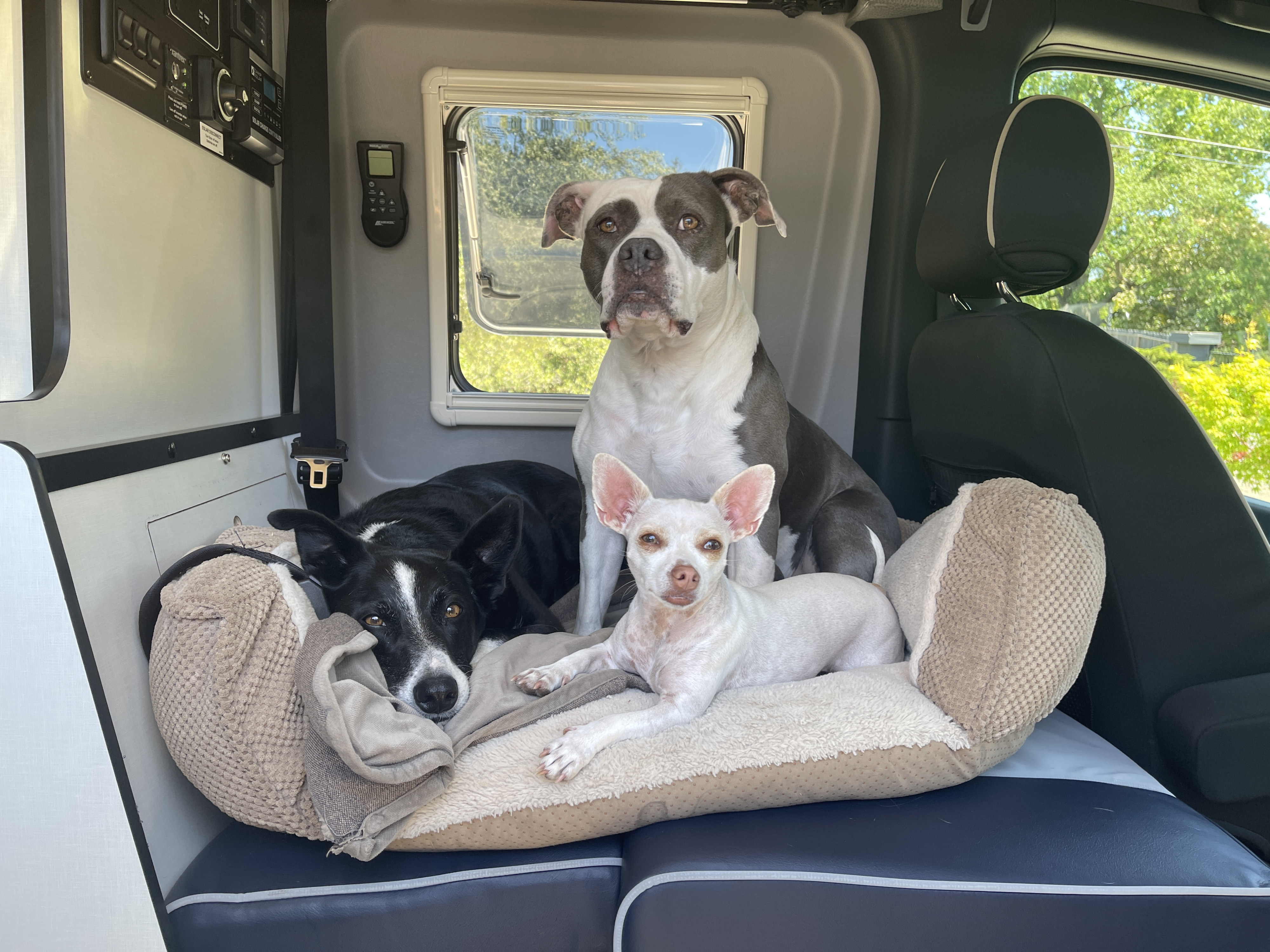 Three dogs relaxing inside an RV rental, settled comfortably on a dog bed for their pet-friendly road trip.. Winnebago Revel 2021