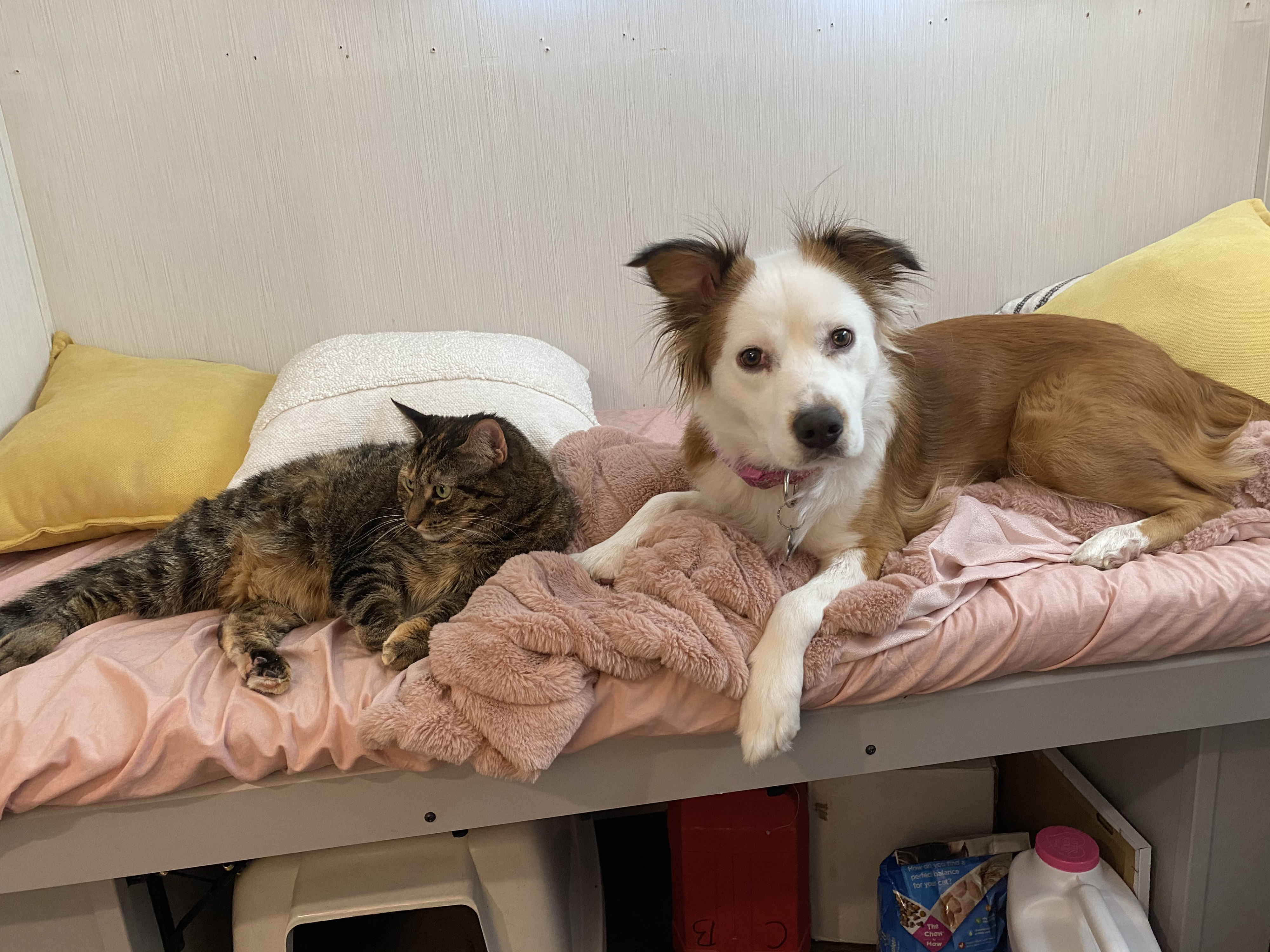 Pets love the cozy camper! . Forest River Other 2021