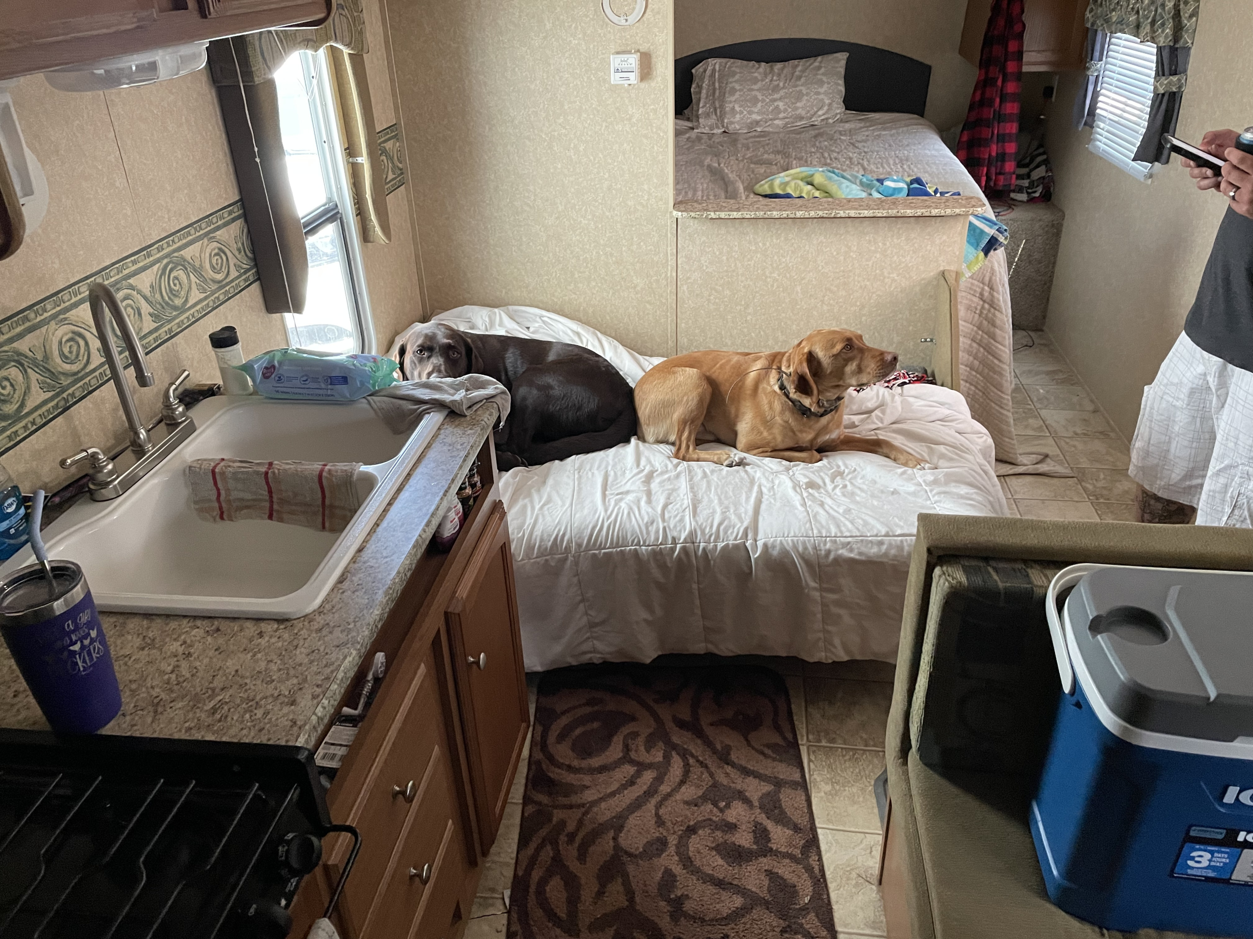Inside a cozy **rv rental**, a brown and golden lab relax on a white bed. A kitchen sink is left; a bed is in the back.. Dutchmen Dutchmen 2010